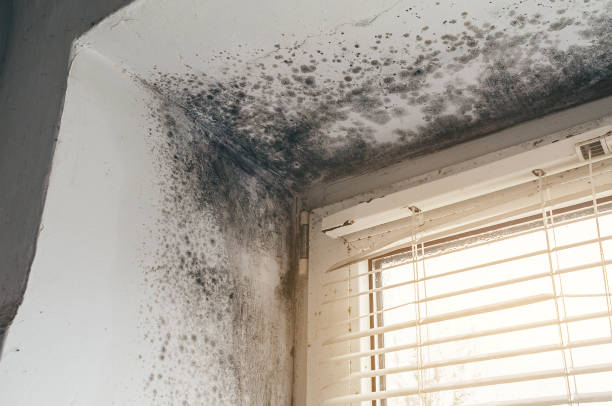 Affordable Black Mold Remediation solutions in Lignum, VA